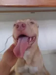 Pochita