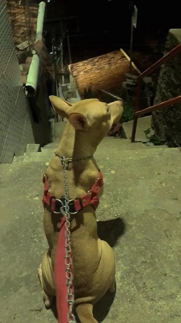 Cachorro raça Pit-Bull idade 2 anos nome Pochita