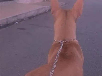 Cachorro raça Pit-Bull idade 2 anos nome Pochita
