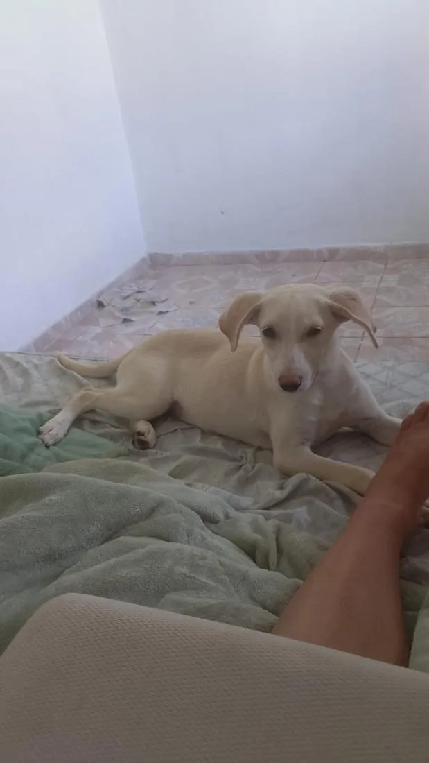Cachorro raça Labrador idade 2 a 6 meses nome canjica 