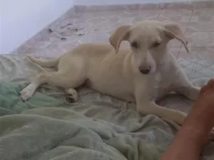 Cachorro raça Labrador idade 2 a 6 meses nome canjica 