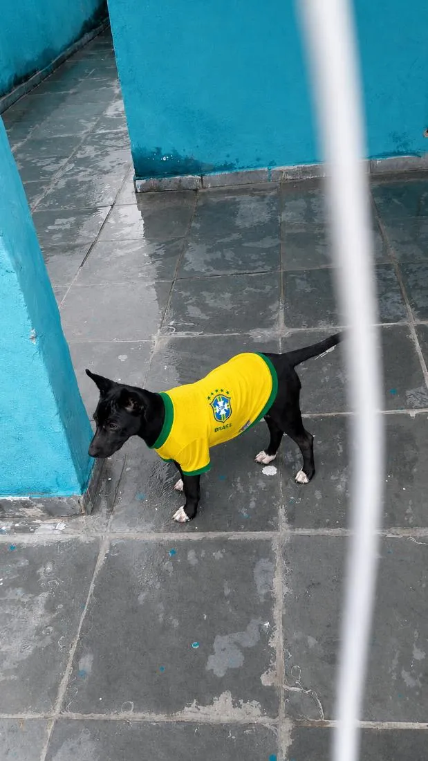 Cachorro raça SRD-ViraLata idade 2 a 6 meses nome picuxiquinha 