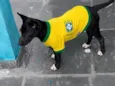 picuxiquinha 