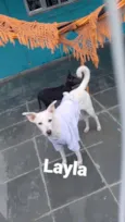 Layla