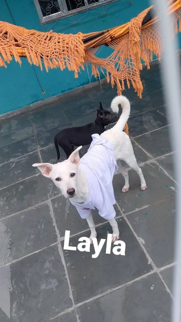 Cachorro raça SRD-ViraLata idade 2 a 6 meses nome Layla