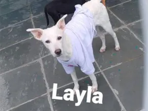 Cachorro raça SRD-ViraLata idade 2 a 6 meses nome Layla