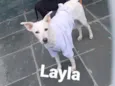 Layla