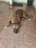 Joca