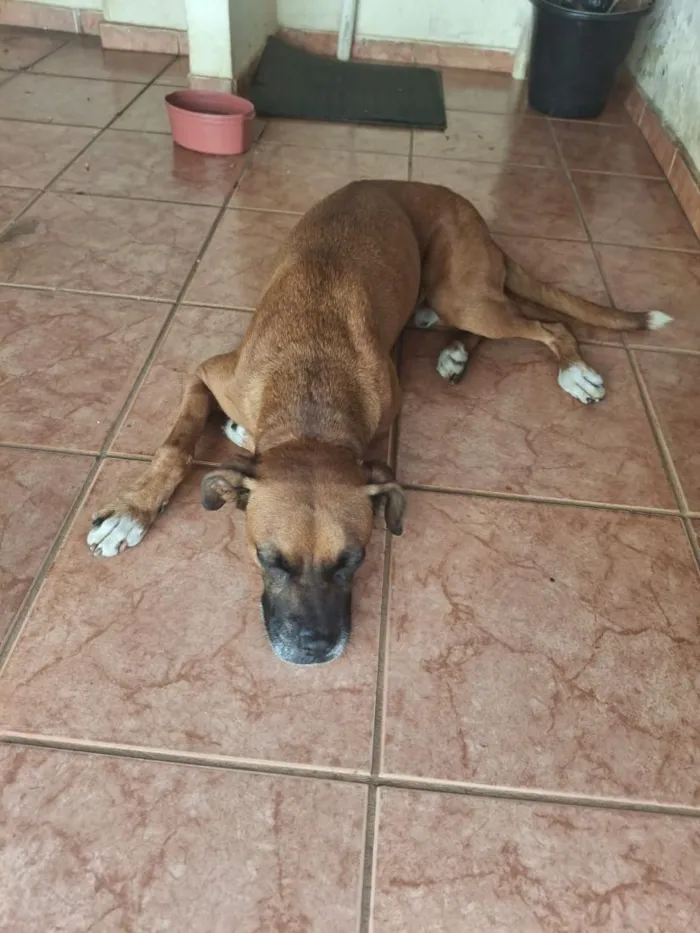 Cachorro raça SRD-ViraLata idade 6 ou mais anos nome Joca