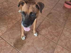 Cachorro raça SRD-ViraLata idade 6 ou mais anos nome Joca