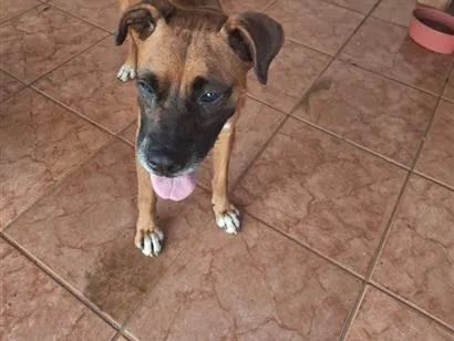 Cachorro raça SRD-ViraLata idade 6 ou mais anos nome Joca