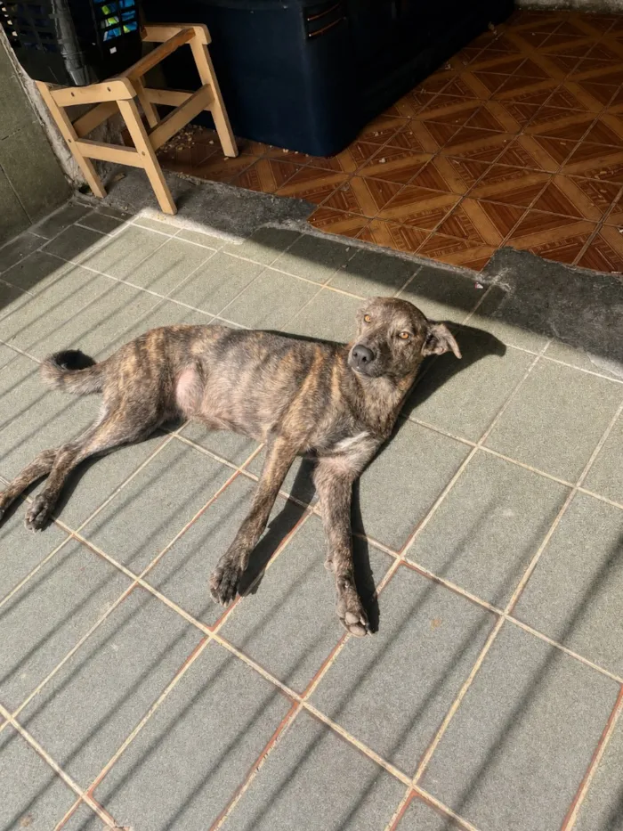 Cachorro raça SRD-ViraLata idade 3 anos nome Mel