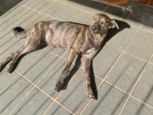 Cachorro raça SRD-ViraLata idade 3 anos nome Mel