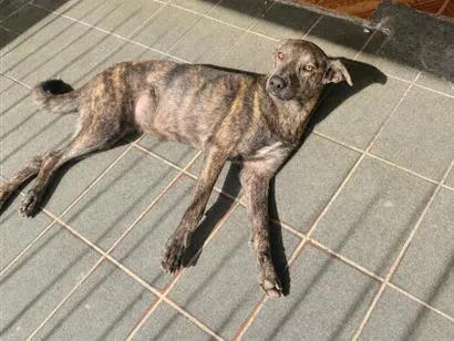 Cachorro raça SRD-ViraLata idade 3 anos nome Mel
