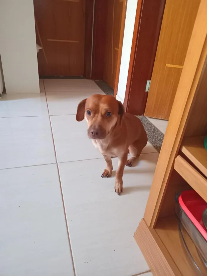Cachorro raça SRD-ViraLata idade 2 anos nome Valentina 