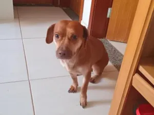 Cachorro raça SRD-ViraLata idade 2 anos nome Valentina 