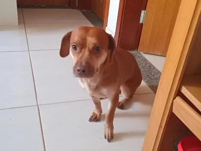 Cachorro raça SRD-ViraLata idade 2 anos nome Valentina 