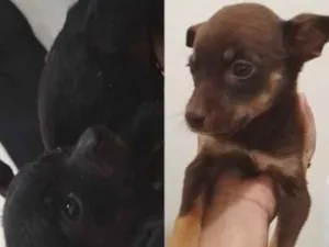 Cachorro raça SRD-ViraLata idade 2 a 6 meses nome não tem nome 