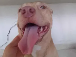 Cachorro raça Pit-Bull idade 2 anos nome Pochita