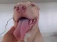 Pochita
