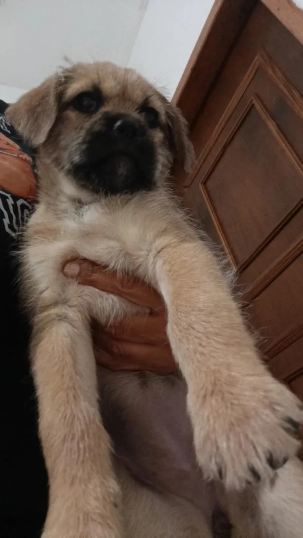 Cachorro raça SRD-ViraLata idade 2 a 6 meses nome zoi
