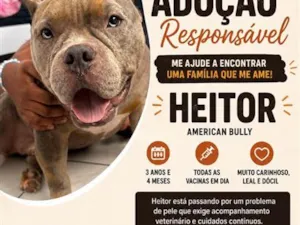 Cachorro raça Pit-Bull idade 3 anos nome Heitor
