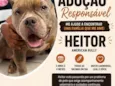 Heitor