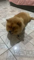 Apolo