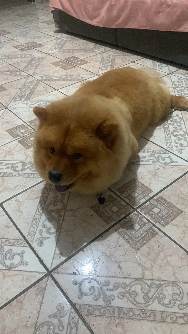 Cachorro raça SRD-ViraLata idade 5 anos nome Apolo