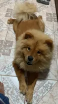 Apolo