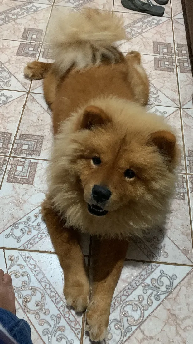 Cachorro raça SRD-ViraLata idade 5 anos nome Apolo