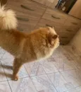 Apolo