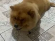 Apolo