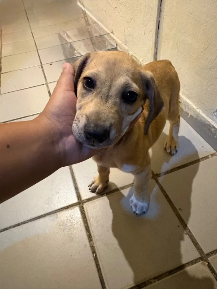 Cachorro raça SRD-ViraLata idade 2 a 6 meses nome Sem nome 