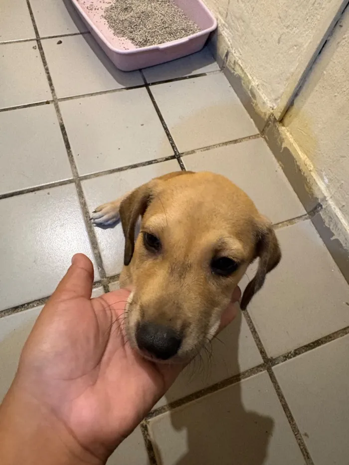 Cachorro raça SRD-ViraLata idade 2 a 6 meses nome Sem nome 