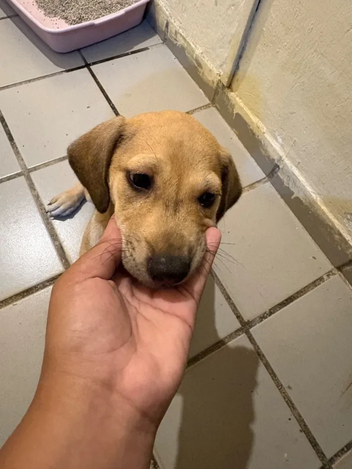 Cachorro raça SRD-ViraLata idade 2 a 6 meses nome Sem nome 