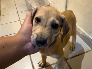 Cachorro raça SRD-ViraLata idade 2 a 6 meses nome Sem nome 