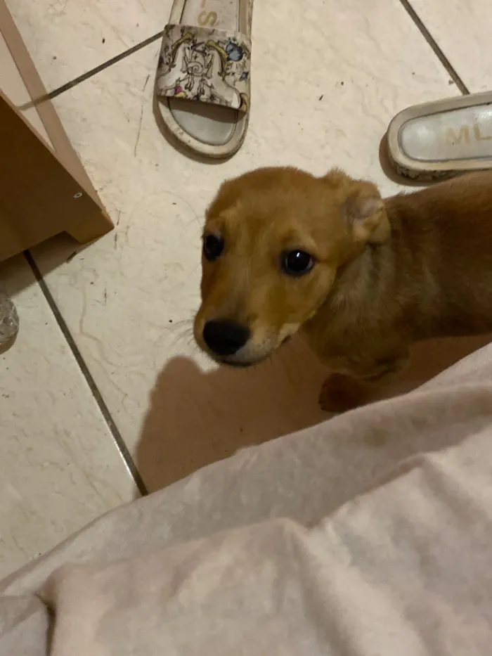 Cachorro raça SRD-ViraLata idade 2 a 6 meses nome Kiara 