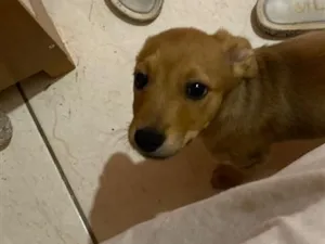 Cachorro raça SRD-ViraLata idade 2 a 6 meses nome Kiara 