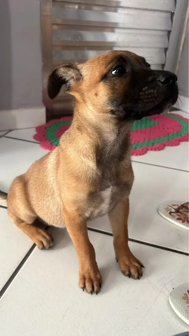 Cachorro raça SRD-ViraLata idade 2 a 6 meses nome Mel