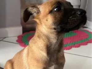 Cachorro raça SRD-ViraLata idade 2 a 6 meses nome Mel