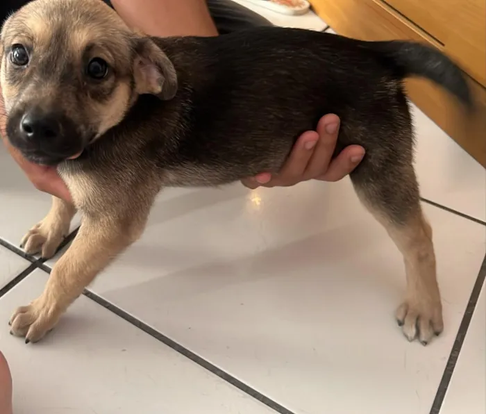 Cachorro raça SRD-ViraLata idade 2 a 6 meses nome ametista 