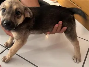 Cachorro raça SRD-ViraLata idade 2 a 6 meses nome ametista 