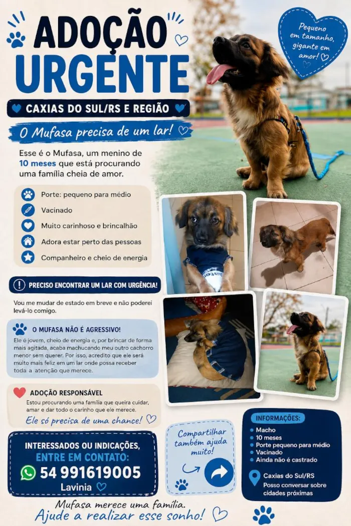 Cachorro raça SRD-ViraLata idade 7 a 11 meses nome Mufasa