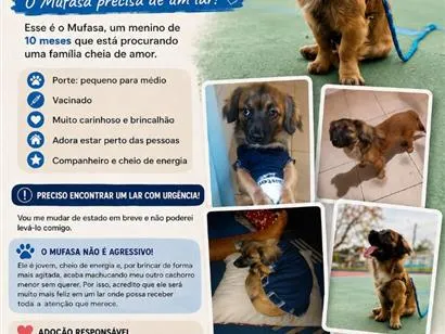 Cachorro raça SRD-ViraLata idade 7 a 11 meses nome Mufasa