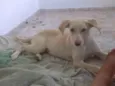 canjica 