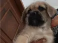 zoi