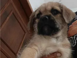 Cachorro raça SRD-ViraLata idade 2 a 6 meses nome zoi
