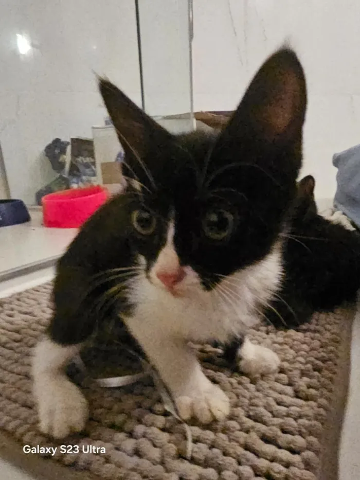 Gato raça SRD-ViraLata idade Abaixo de 2 meses nome Spark