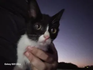 Gato raça SRD-ViraLata idade Abaixo de 2 meses nome Spark